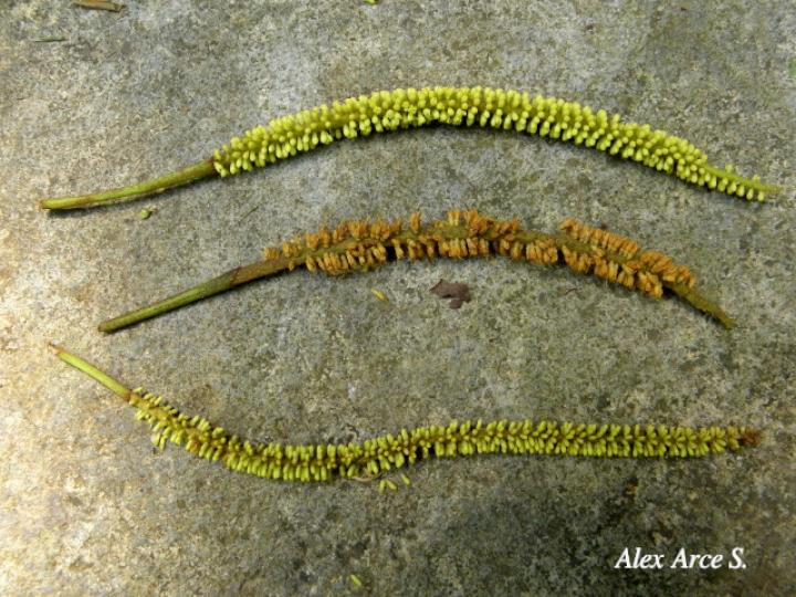 Stryphnodendron microstachyum (Cachá, Gallinazo, Vainillo)