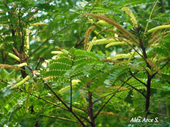 Stryphnodendron microstachyum (Cachá, Gallinazo, Vainillo)
