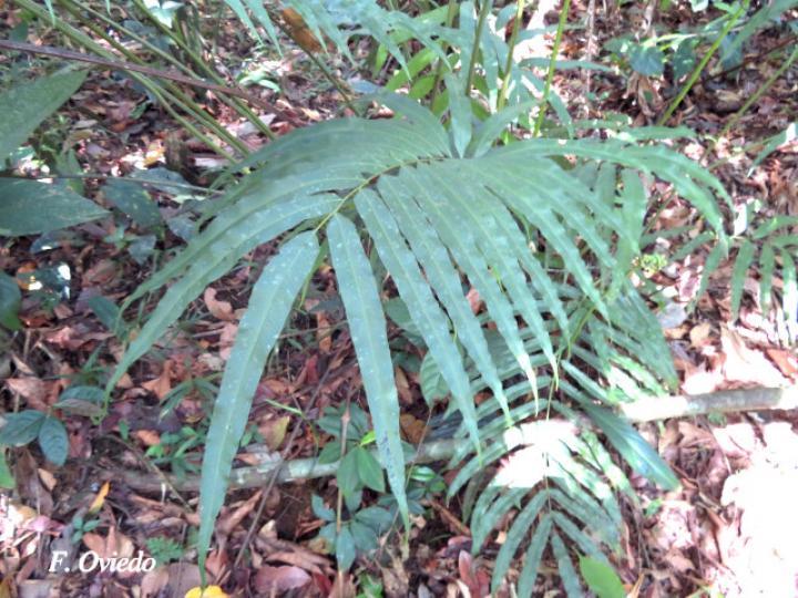 Thelypteris falcata