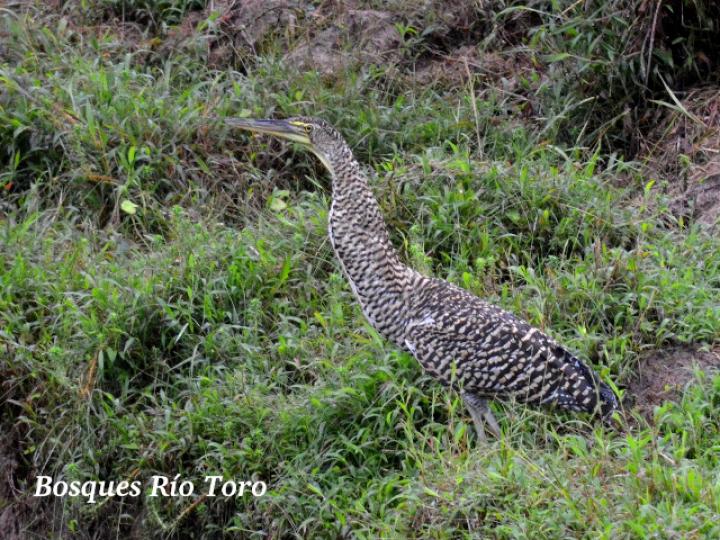Tigrisoma mexicanum (Garza tigre cuellinuda)