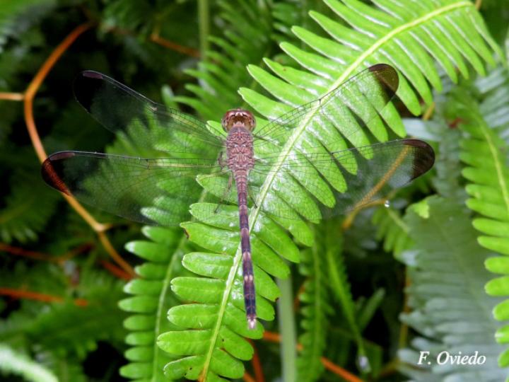 Uracis imbuta, hembra