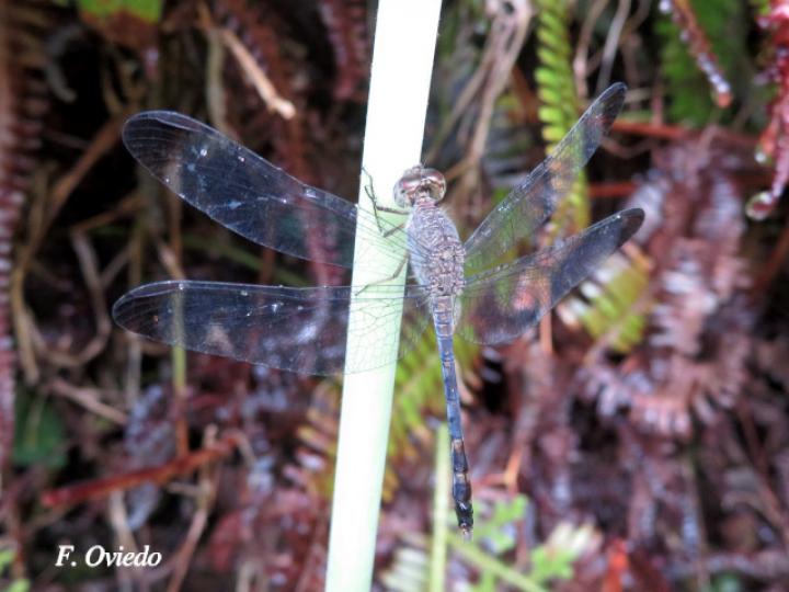 Uracis imbuta, hembra
