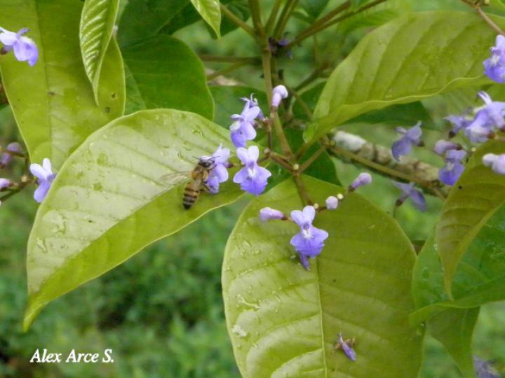 Vitex cooperi (Manú plátano)