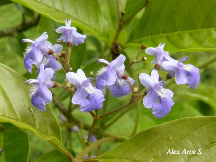 Vitex cooperi (Manú plátano)