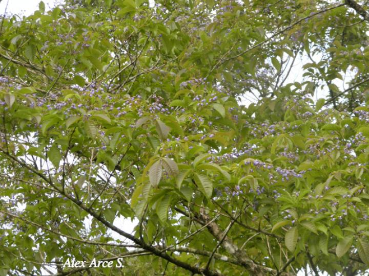 Vitex cooperi (Manú plátano)