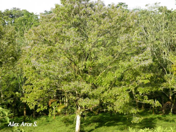 Vitex cooperi (Manú plátano)