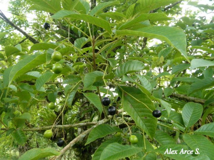 Vitex cooperi (Manú plátano)