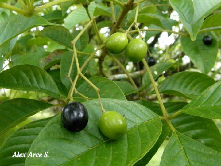 Vitex cooperi (Manú plátano)