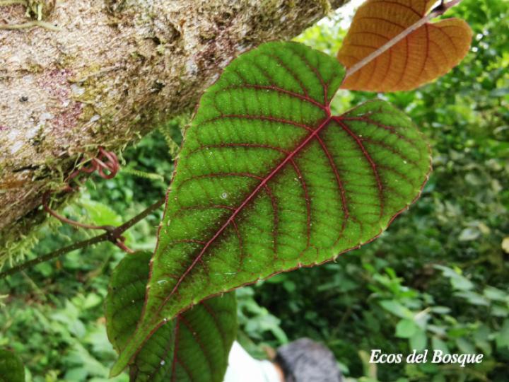 Vitis tiliifolia
