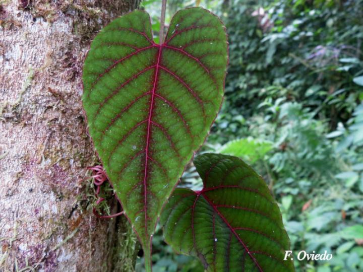 Vitis tiliifolia