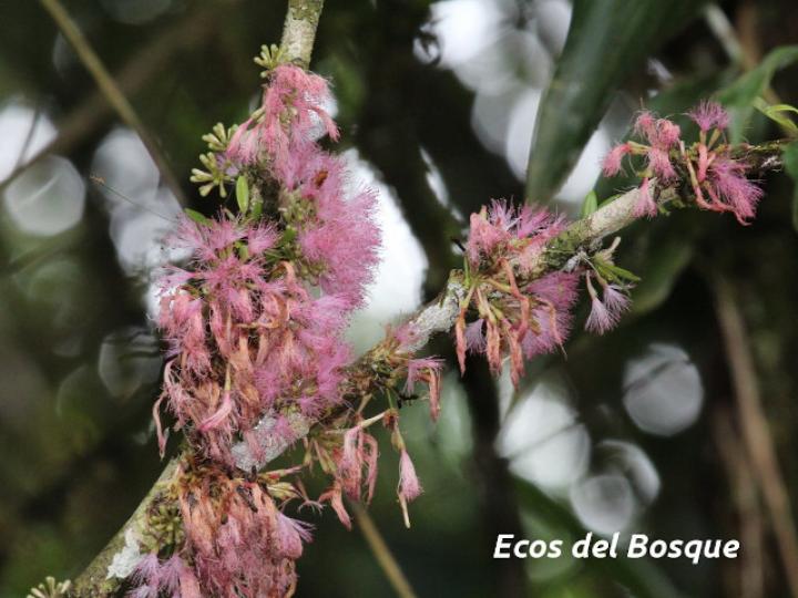 Zygia gigantifoliola