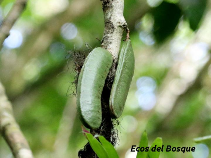 Zygia gigantifoliola