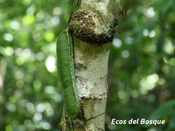 Zygia gigantifoliola