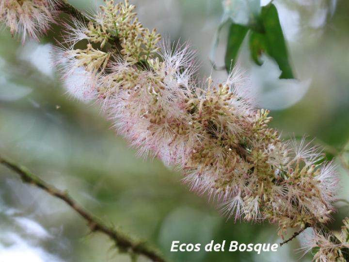 Zygia longifolia (Sotacaballo)