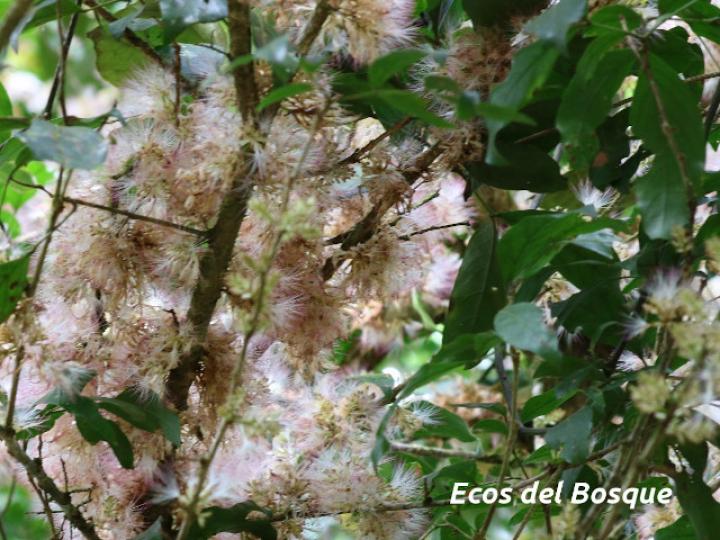 Zygia longifolia (Sotacaballo)