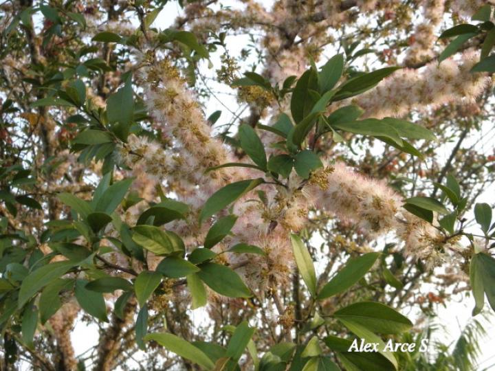 Zygia longifolia (Sotacaballo)