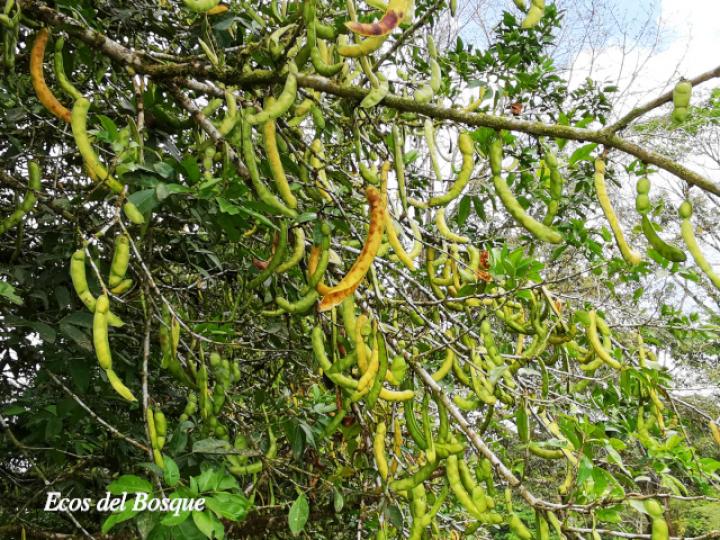 Zygia longifolia (Sotacaballo)