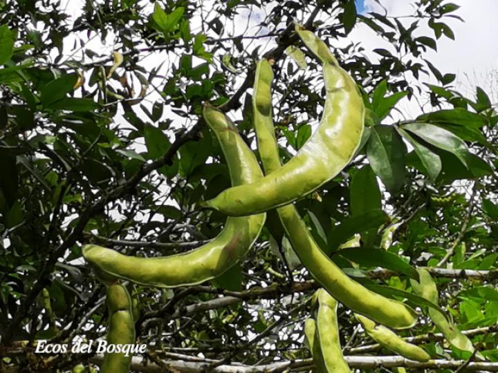 Zygia longifolia (Sotacaballo)
