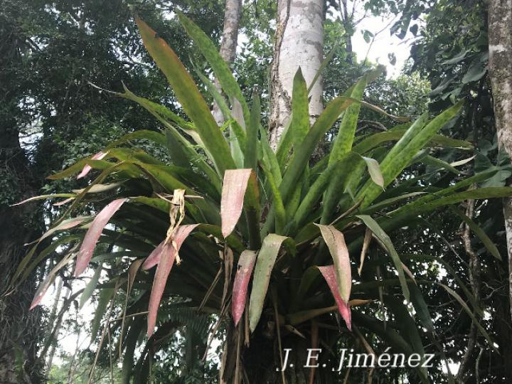 Aechmea mariae-reginae (Corpus)