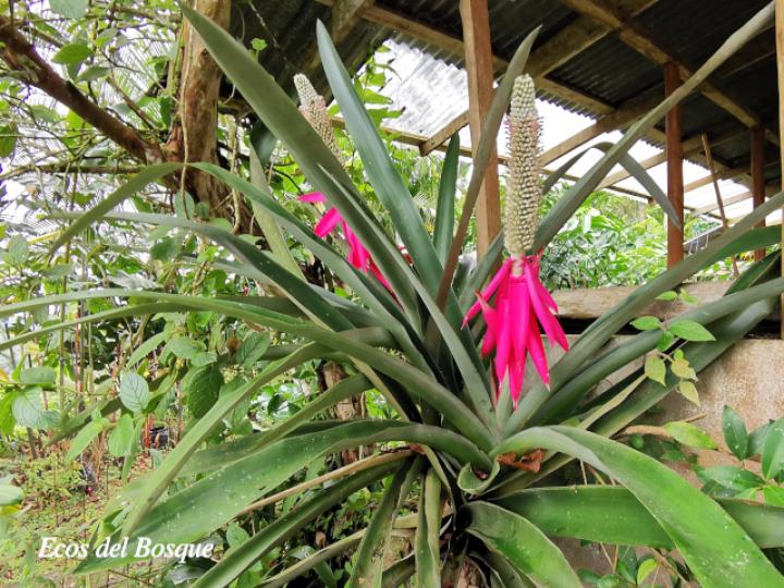 Aechmea mariae-reginae (Corpus)