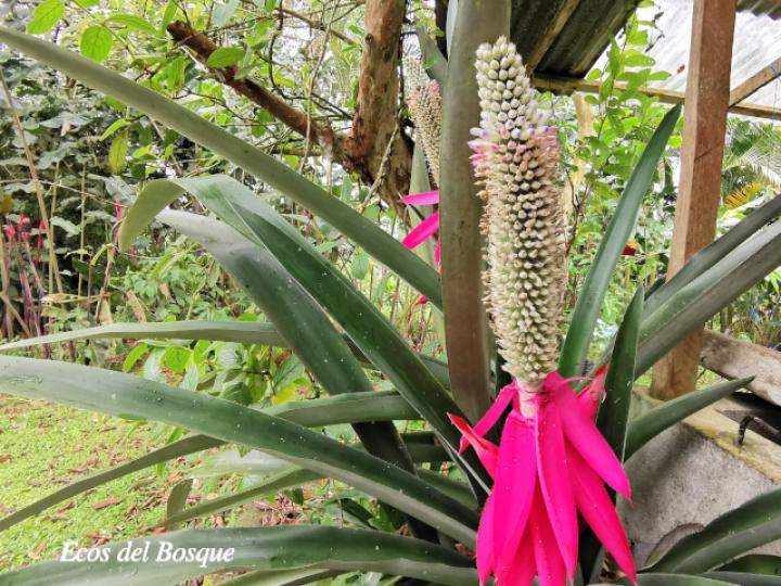 Aechmea mariae-reginae (Corpus)