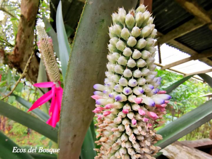 Aechmea mariae-reginae (Corpus)