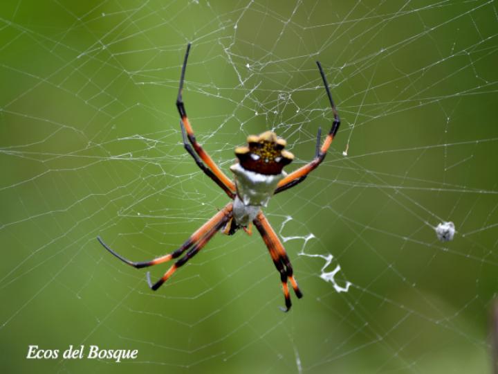 Argiope argentata (Araña tigre)