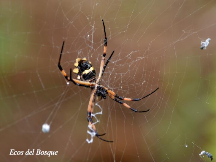Argiope argentata (Araña tigre)