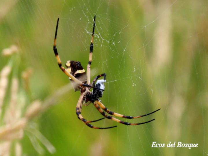 Argiope argentata (Araña tigre)