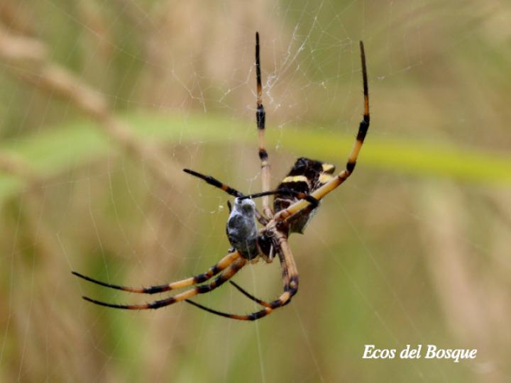 Argiope argentata (Araña tigre)