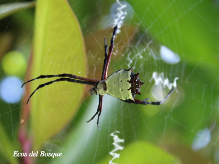 Argiope savignyi