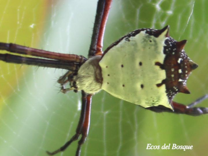 Argiope savignyi