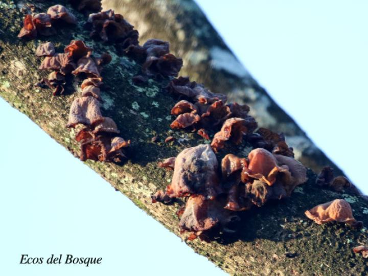 Auricularia auricula (Orejas de judas)