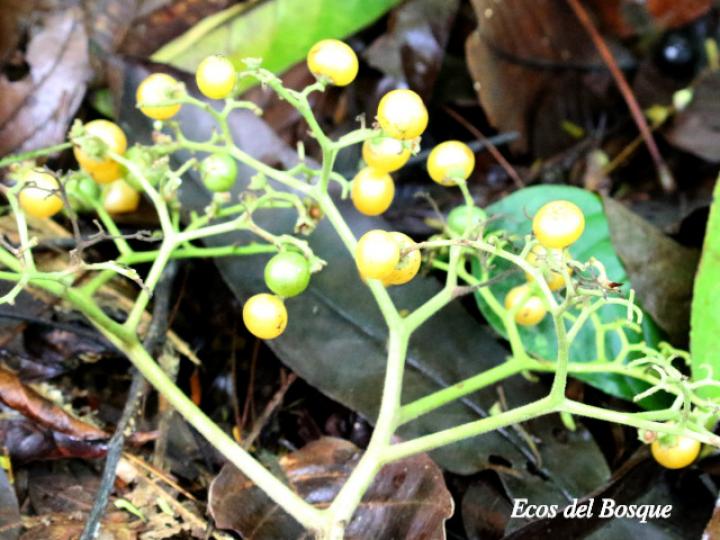 Cordia eriostigma (Niguito, Muñeco)