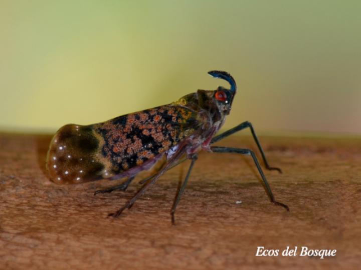 Enchophora sanguinea