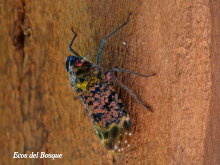 Enchophora sanguinea