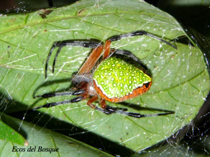 Eriophora nephiloides