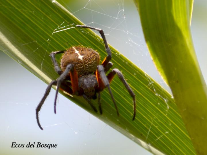 Eriophora ravilla (Araña tropical de tela orbicular)