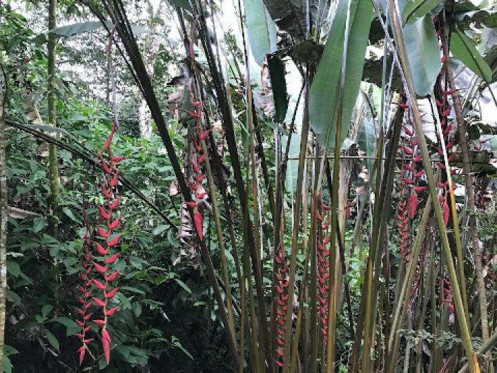 Heliconia longa