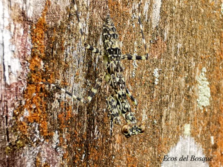 Liturgusa maya (Mantis de corteza)