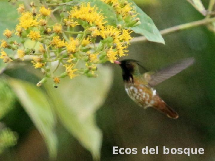 Lophornis helenae (Coqueta crestinegra)