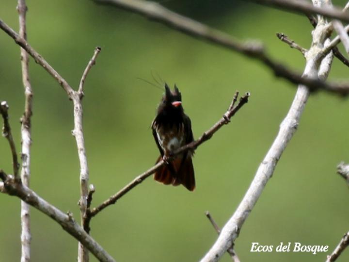 Lophornis helenae (Coqueta crestinegra)