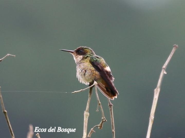 Lophornis helenae (Coqueta crestinegra)