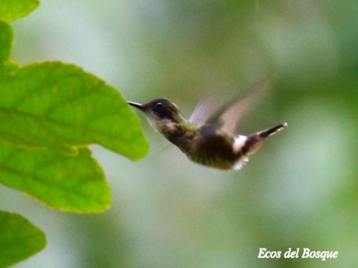 Lophornis helenae (Coqueta crestinegra)