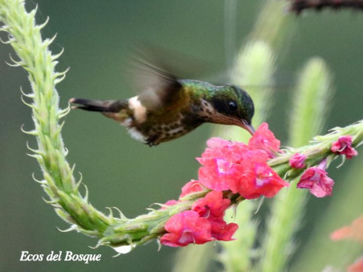 Lophornis helenae (Coqueta crestinegra)
