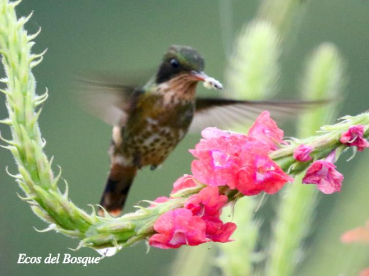 Lophornis helenae (Coqueta crestinegra)