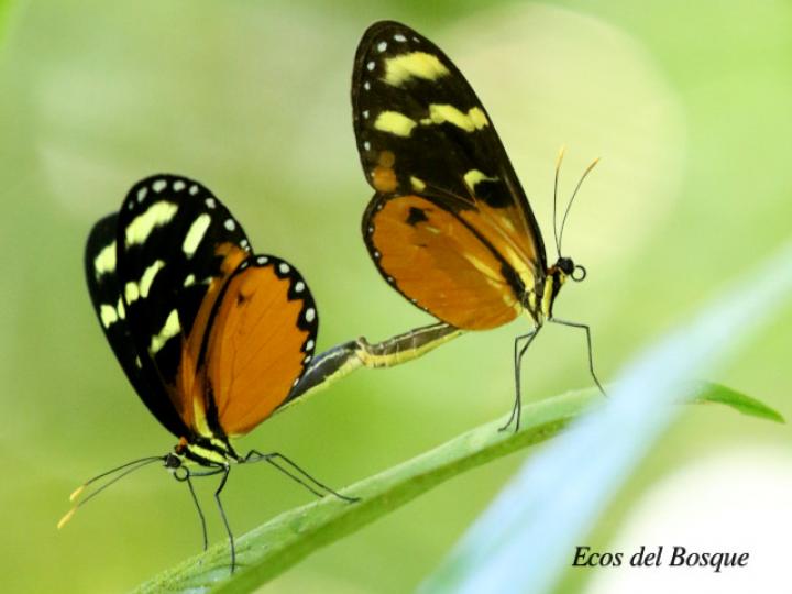 Mechanitis polymnia isthmia