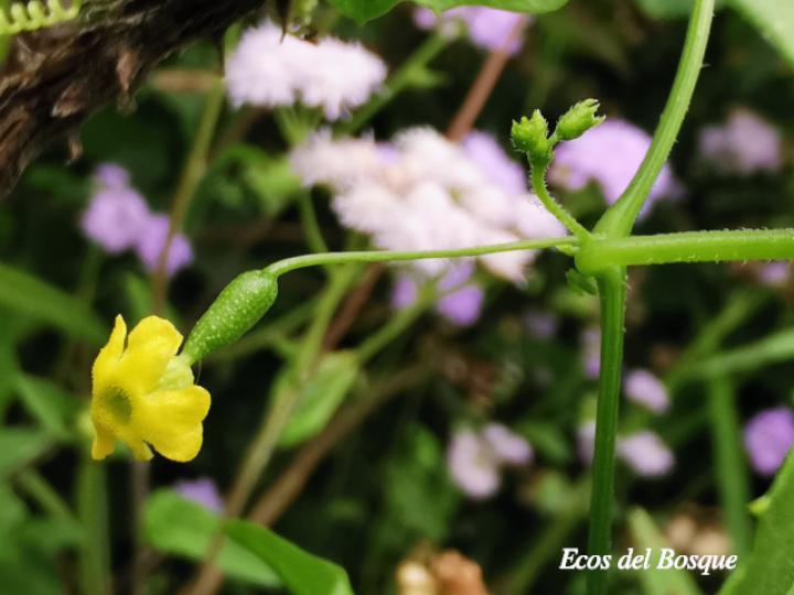Melothria pendula (Chiverrillo)