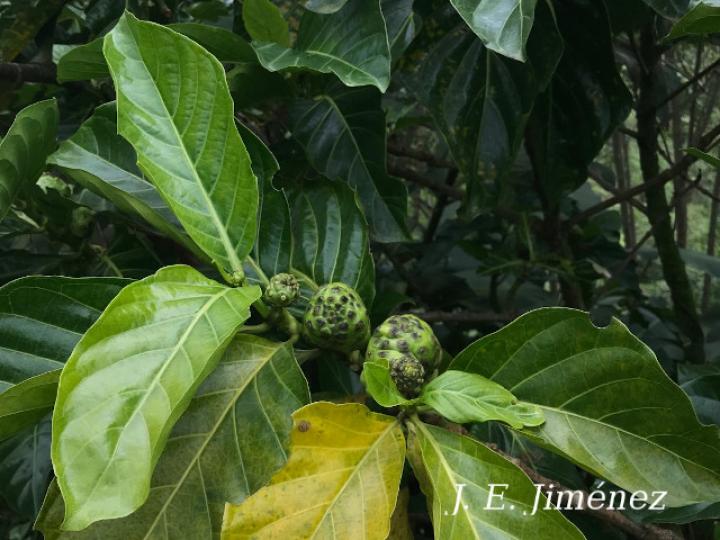 Morinda citrifolia (Noni)