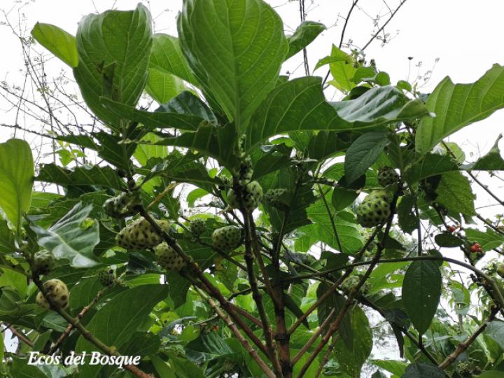Morinda citrifolia (Noni)